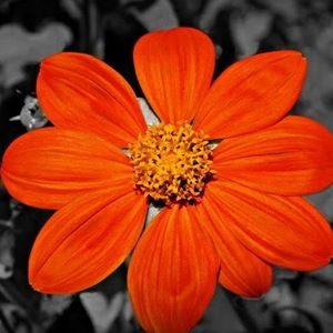 Meet your Posher, Roxanna